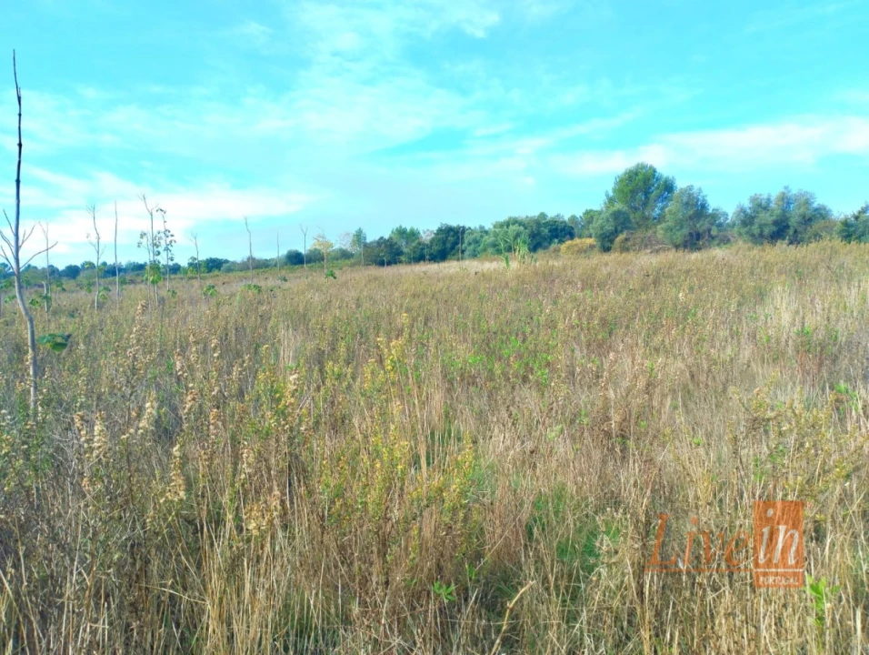 Terreno para Venda em Abrigada e Cabanas de Torres Foto 1