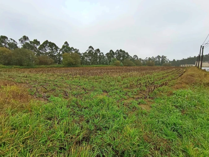 Terreno para Venda em Covelas Foto 4