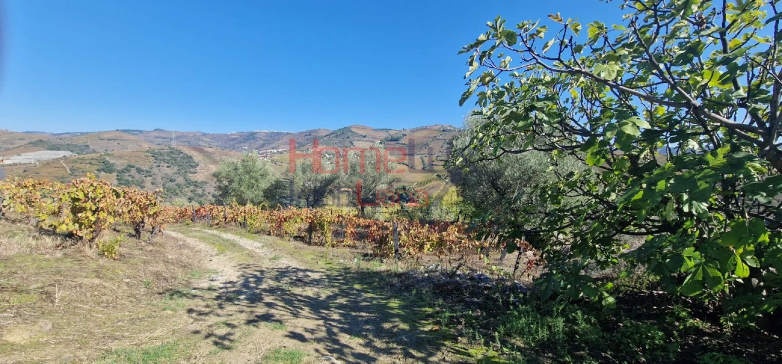 Quinta para Venda em Peso da Régua e Godim Foto 4