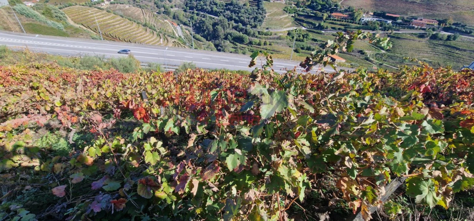 Quinta para Venda em Peso da Régua e Godim Foto 8