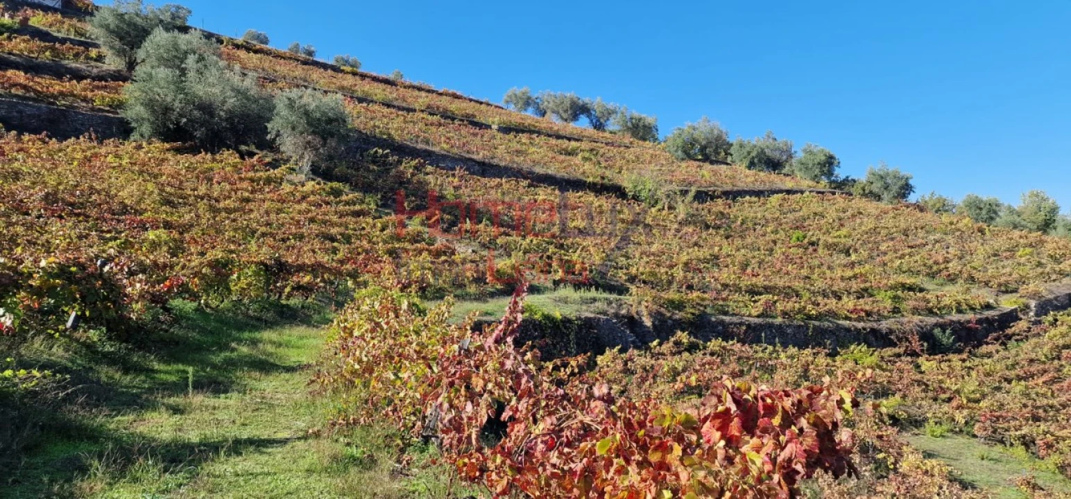 Quinta para Venda em Peso da Régua e Godim Foto 48
