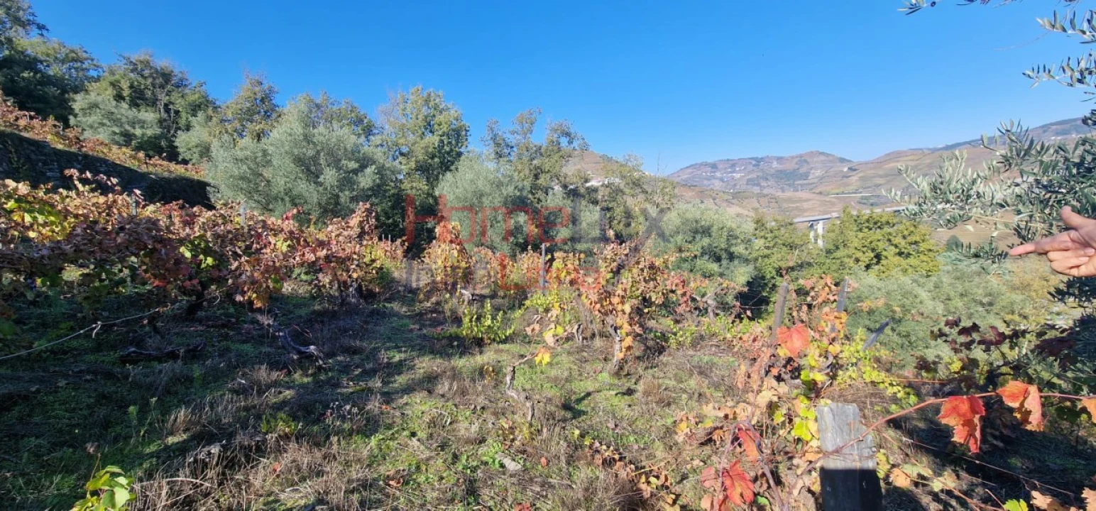 Quinta para Venda em Peso da Régua e Godim Foto 54