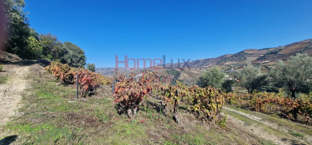 Quinta para Venda em Peso da Régua e Godim Foto 3