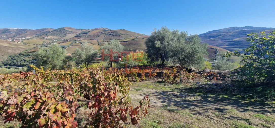 Quinta para Venda em Peso da Régua e Godim Foto 5
