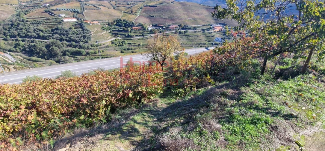 Quinta para Venda em Peso da Régua e Godim Foto 13