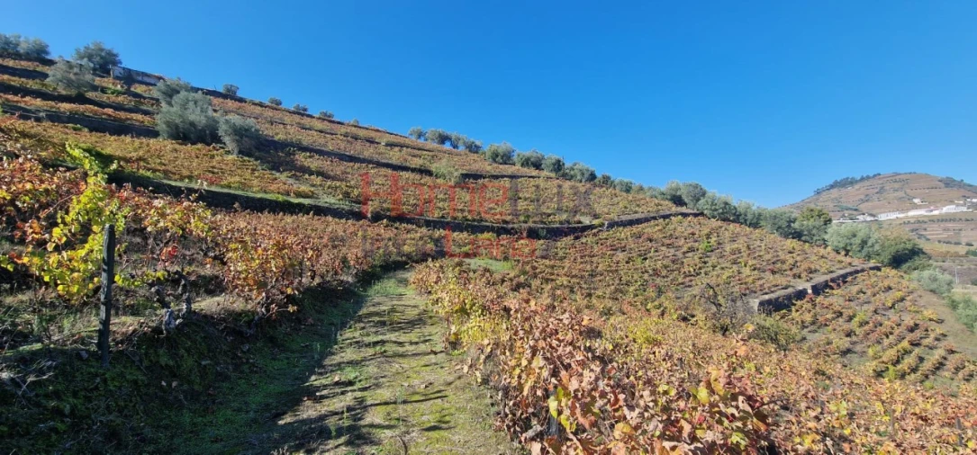 Quinta para Venda em Peso da Régua e Godim Foto 19