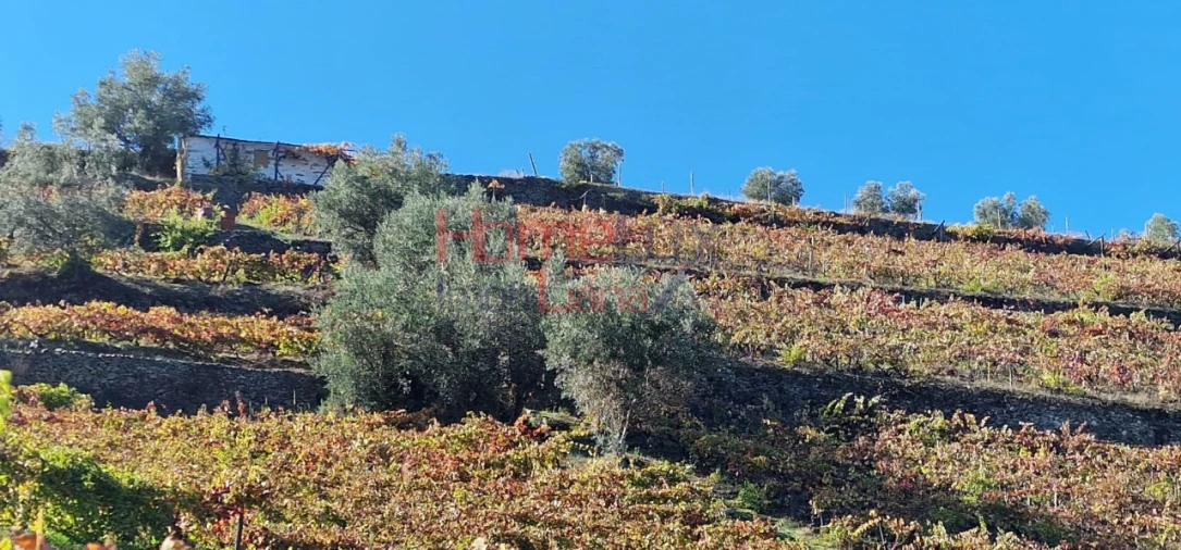 Quinta para Venda em Peso da Régua e Godim Foto 23