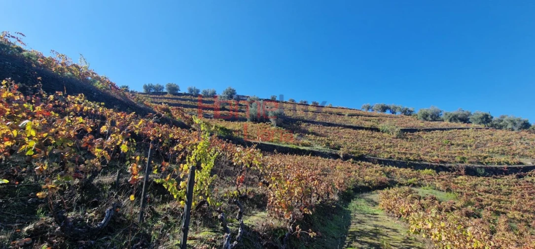Quinta para Venda em Peso da Régua e Godim Foto 24