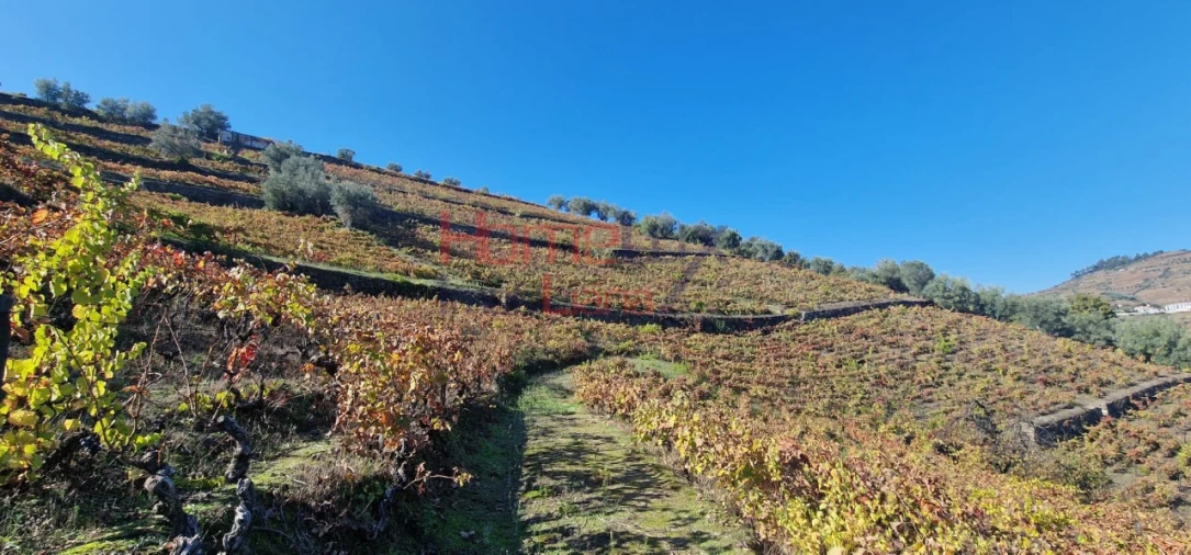 Quinta para Venda em Peso da Régua e Godim Foto 27
