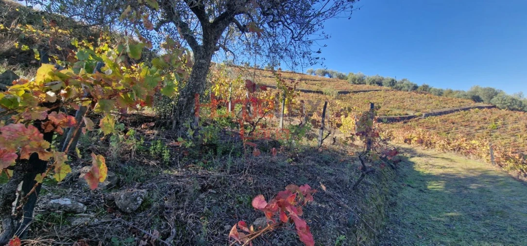 Quinta para Venda em Peso da Régua e Godim Foto 28