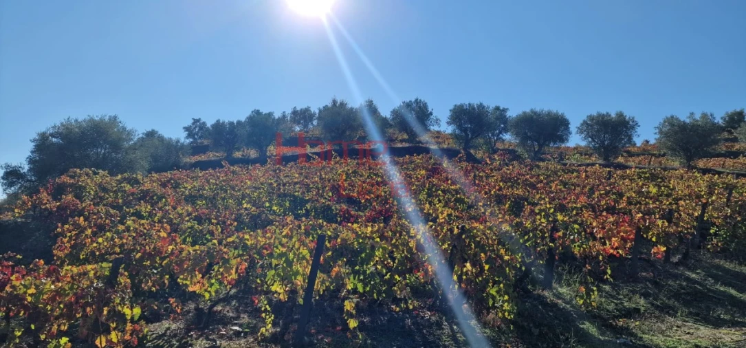 Quinta para Venda em Peso da Régua e Godim Foto 35