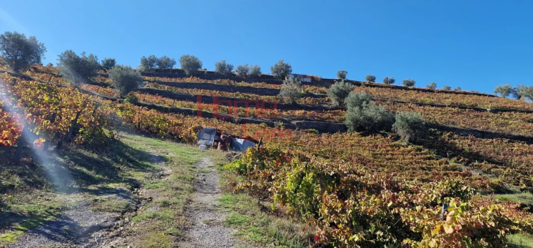 Quinta para Venda em Peso da Régua e Godim Foto 38