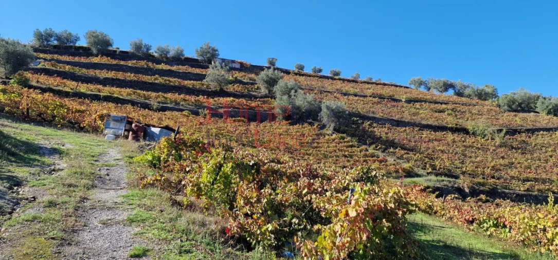 Quinta para Venda em Peso da Régua e Godim Foto 39