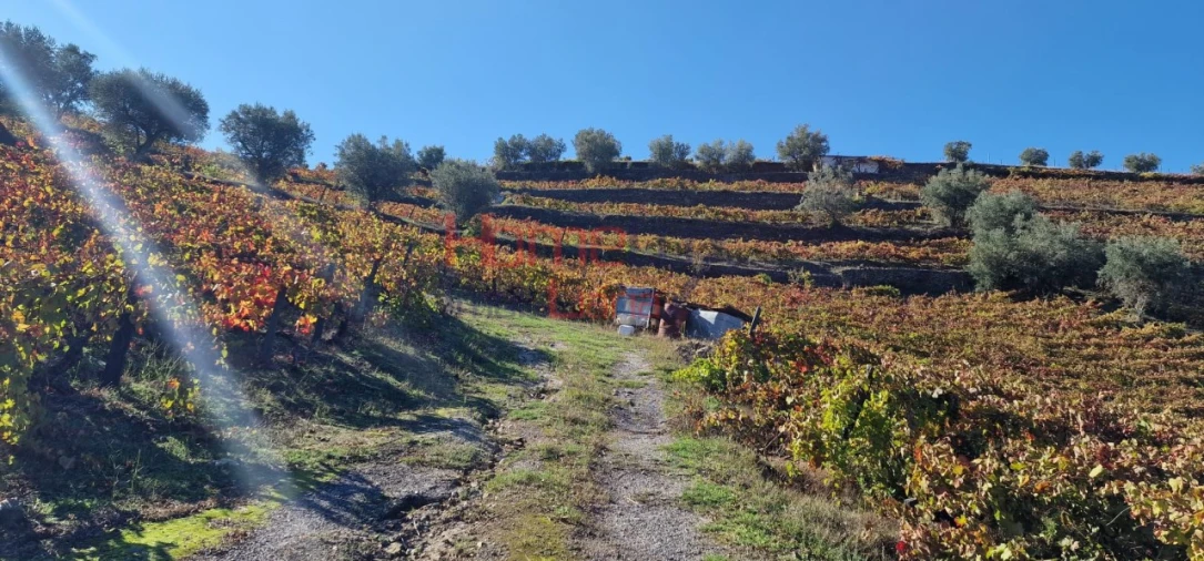 Quinta para Venda em Peso da Régua e Godim Foto 40