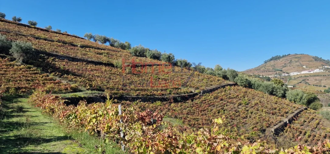 Quinta para Venda em Peso da Régua e Godim Foto 41