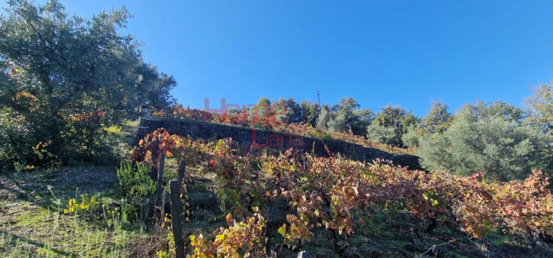 Quinta para Venda em Peso da Régua e Godim Foto 51