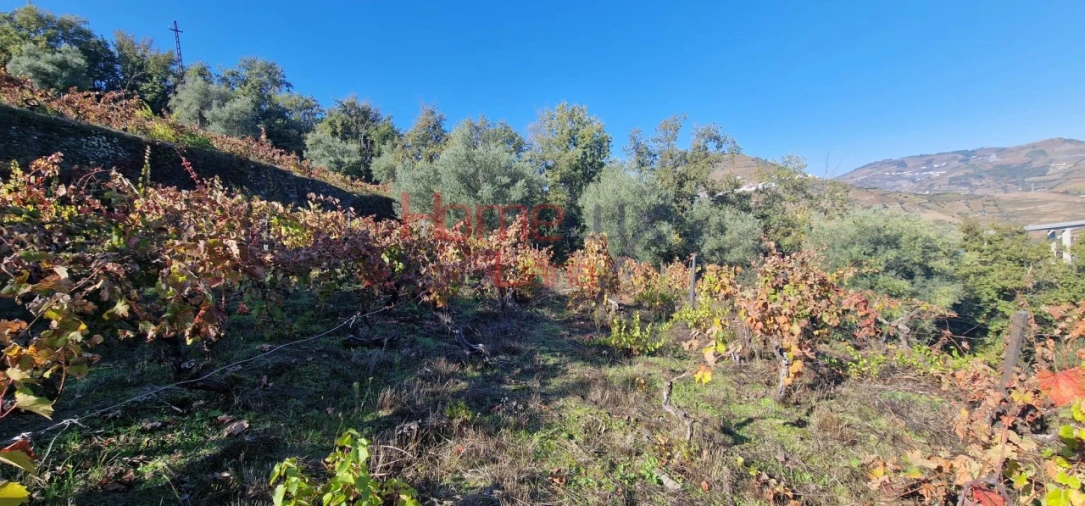 Quinta para Venda em Peso da Régua e Godim Foto 53