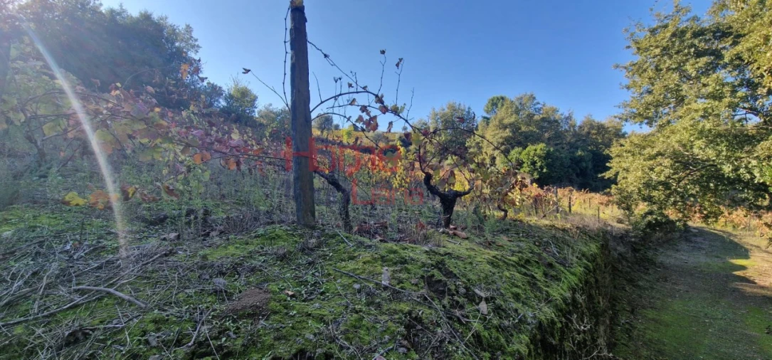 Quinta para Venda em Peso da Régua e Godim Foto 60