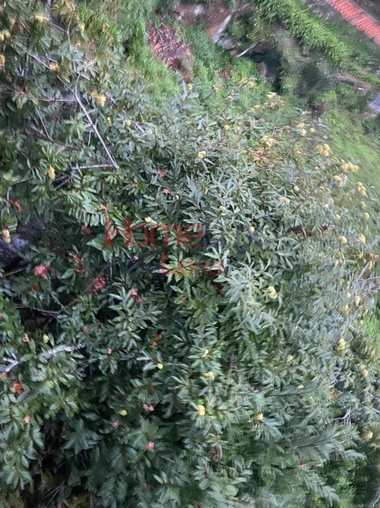 Terreno Agricola ou Rústico para Venda em O. Azeméis, Riba-Ul, Ul, Macinhata Seixa, Madail Foto 2