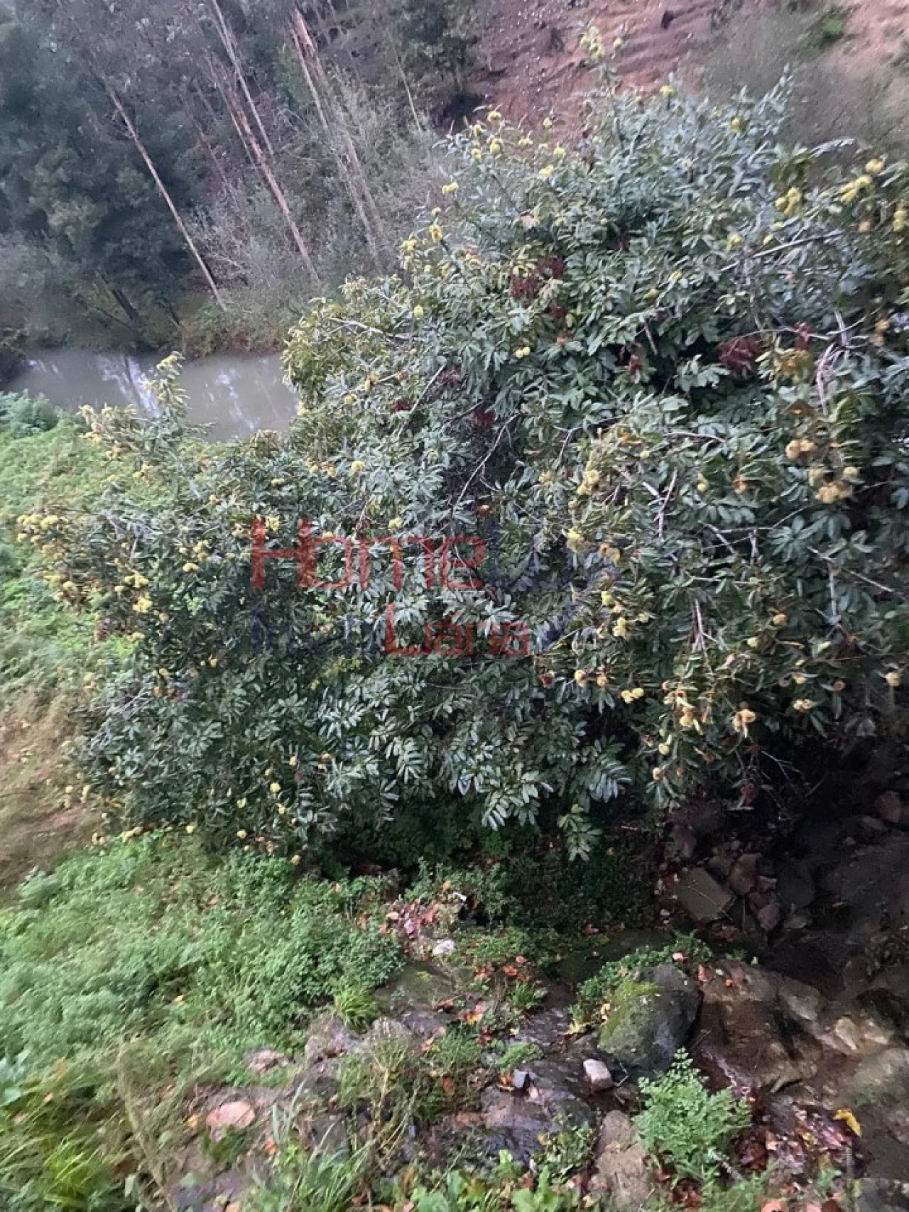 Terreno Agricola ou Rústico para Venda em O. Azeméis, Riba-Ul, Ul, Macinhata Seixa, Madail Foto 4