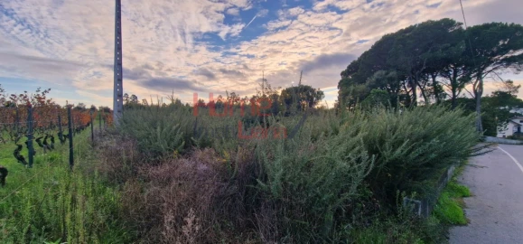 Terreno Agricola ou Rústico para Venda em Silgueiros