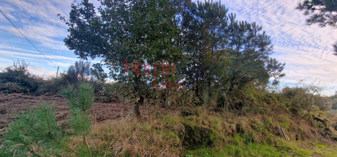 Terreno Agricola ou Rústico para Venda em Silgueiros Foto 8