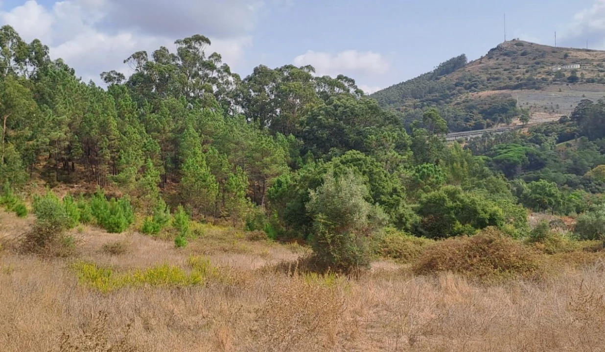Terreno para Venda em Lousa Foto 4