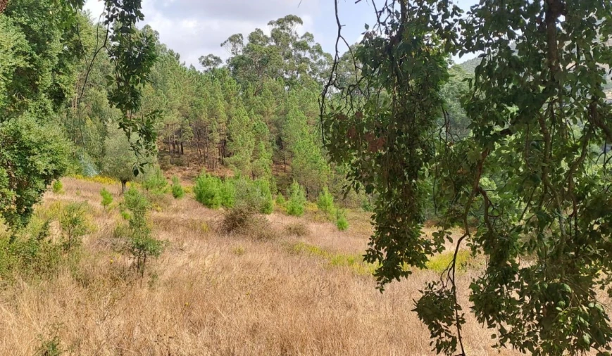 Terreno para Venda em Lousa Foto 6