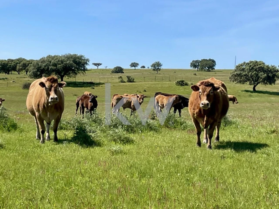 Quinta T10 para Venda em São Cristovão Foto 16