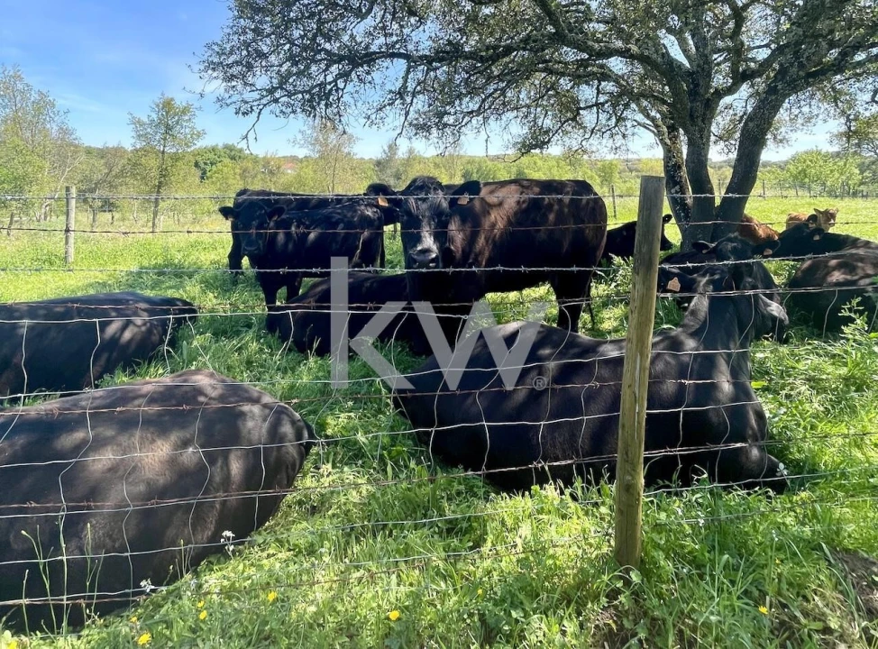Quinta T10 para Venda em São Cristovão Foto 18