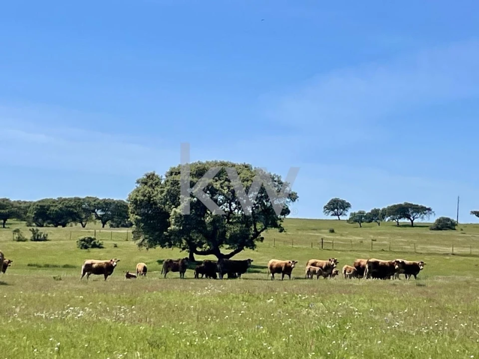 Quinta T10 para Venda em São Cristovão Foto 21