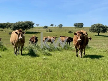 Quinta T10 para Venda em São Cristovão