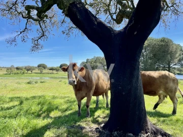Quinta T10 para Venda em São Cristovão