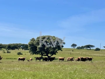 Quinta T10 para Venda em São Cristovão