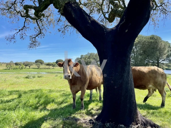 Quinta T10 para Venda em São Cristovão Foto 20