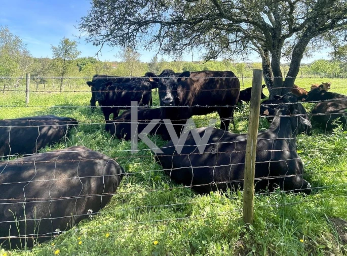 Quinta T10 para Venda em São Cristovão Foto 18