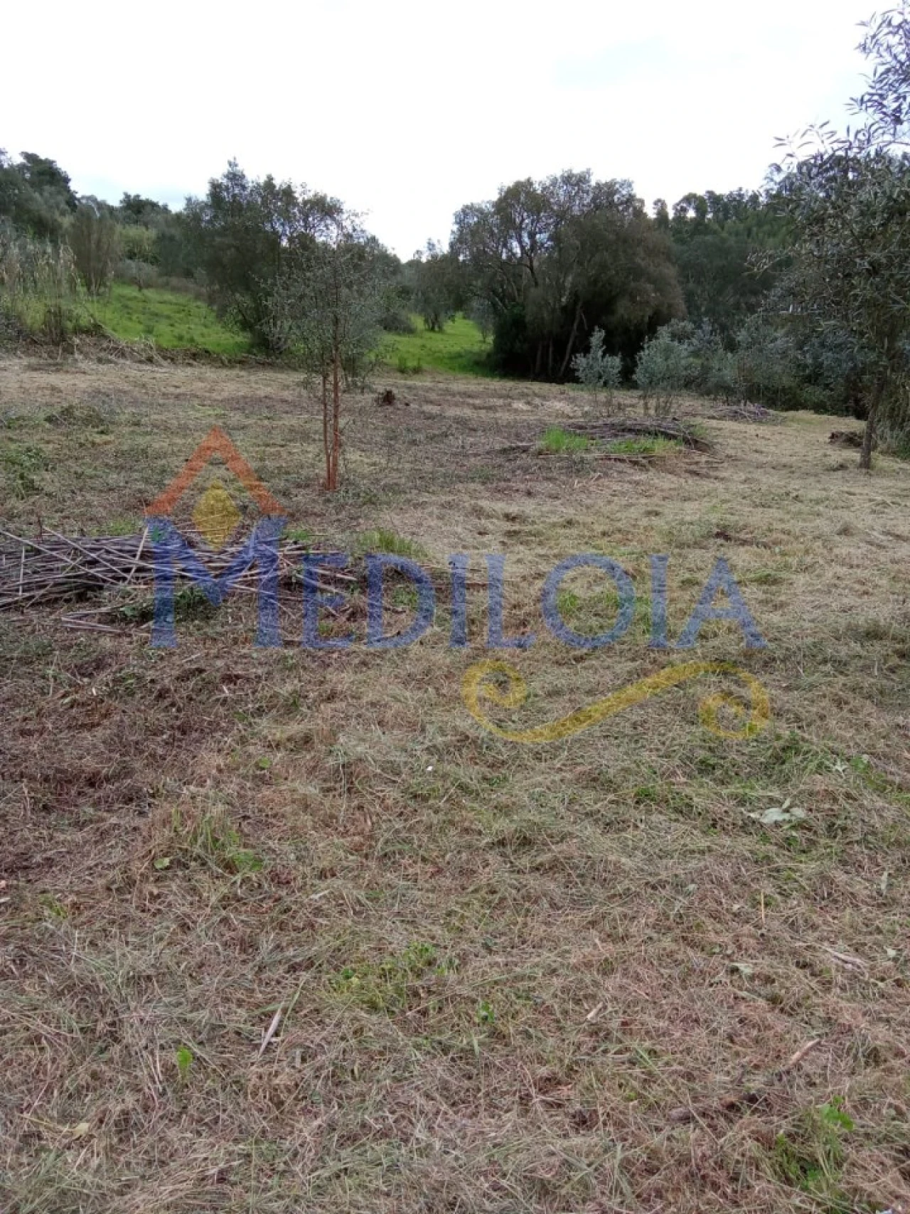 Terreno Agricola ou Rústico para Venda em Asseiceira Foto 2
