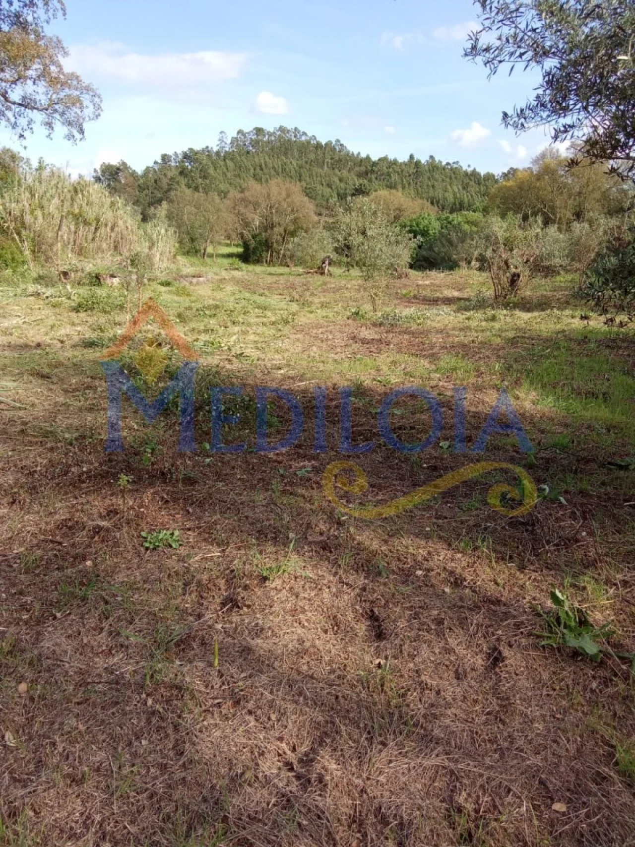 Terreno Agricola ou Rústico para Venda em Asseiceira Foto 3