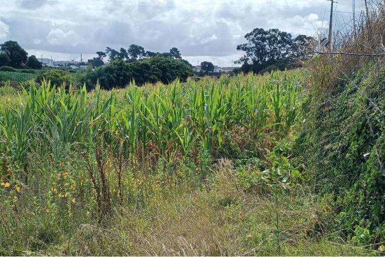 Terreno Misto para Venda em Custóias, Leça do Balio e Guifões Foto 8