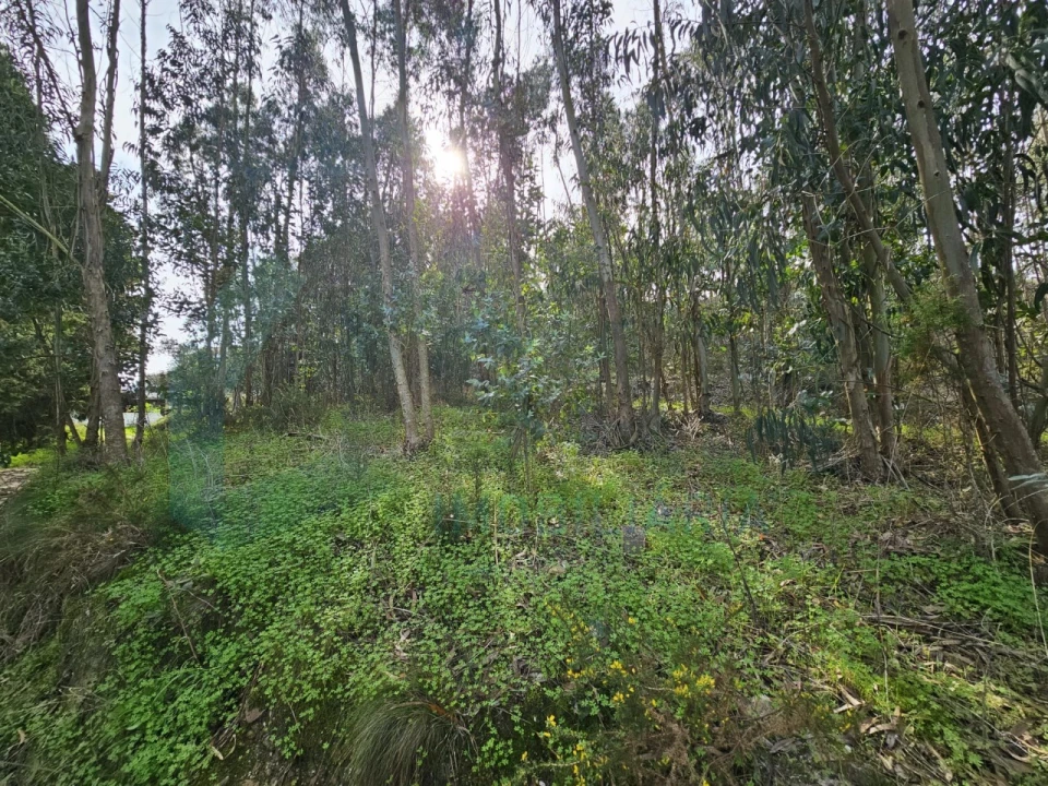 Moradia T3 para Venda em Santa Maria, São Pedro e Matacães Foto 42