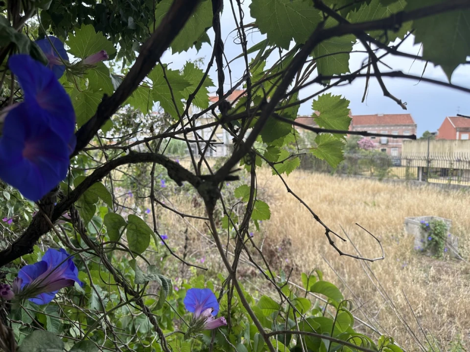 Terreno para Venda em Ajuda Foto 11