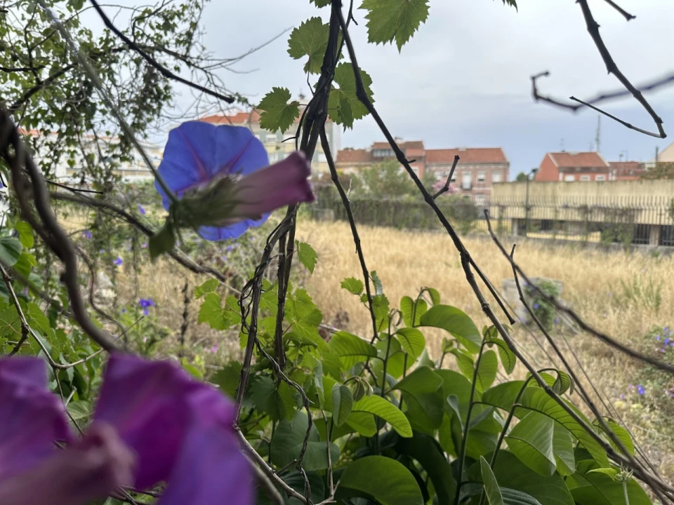 Terreno para Venda em Ajuda Foto 8