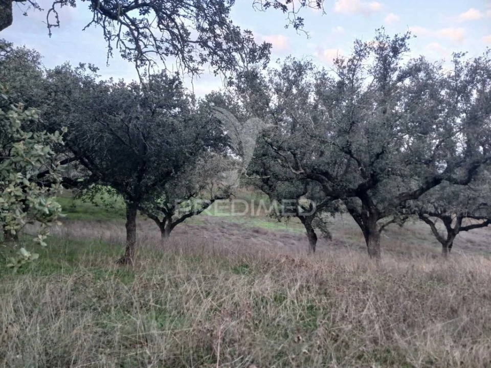 Terreno para Venda em Nossa Senhora da Conceição, São Brás dos Matos, Juromenha Foto 14