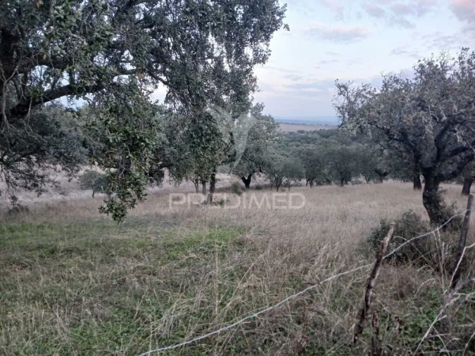 Terreno para Venda em Nossa Senhora da Conceição, São Brás dos Matos, Juromenha Foto 7