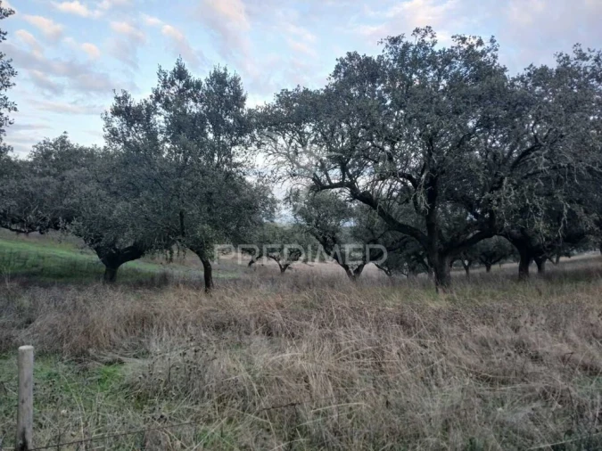 Terreno para Venda em Nossa Senhora da Conceição, São Brás dos Matos, Juromenha Foto 10
