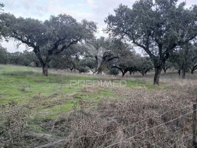 Terreno para Venda em Nossa Senhora da Conceição, São Brás dos Matos, Juromenha Foto 13