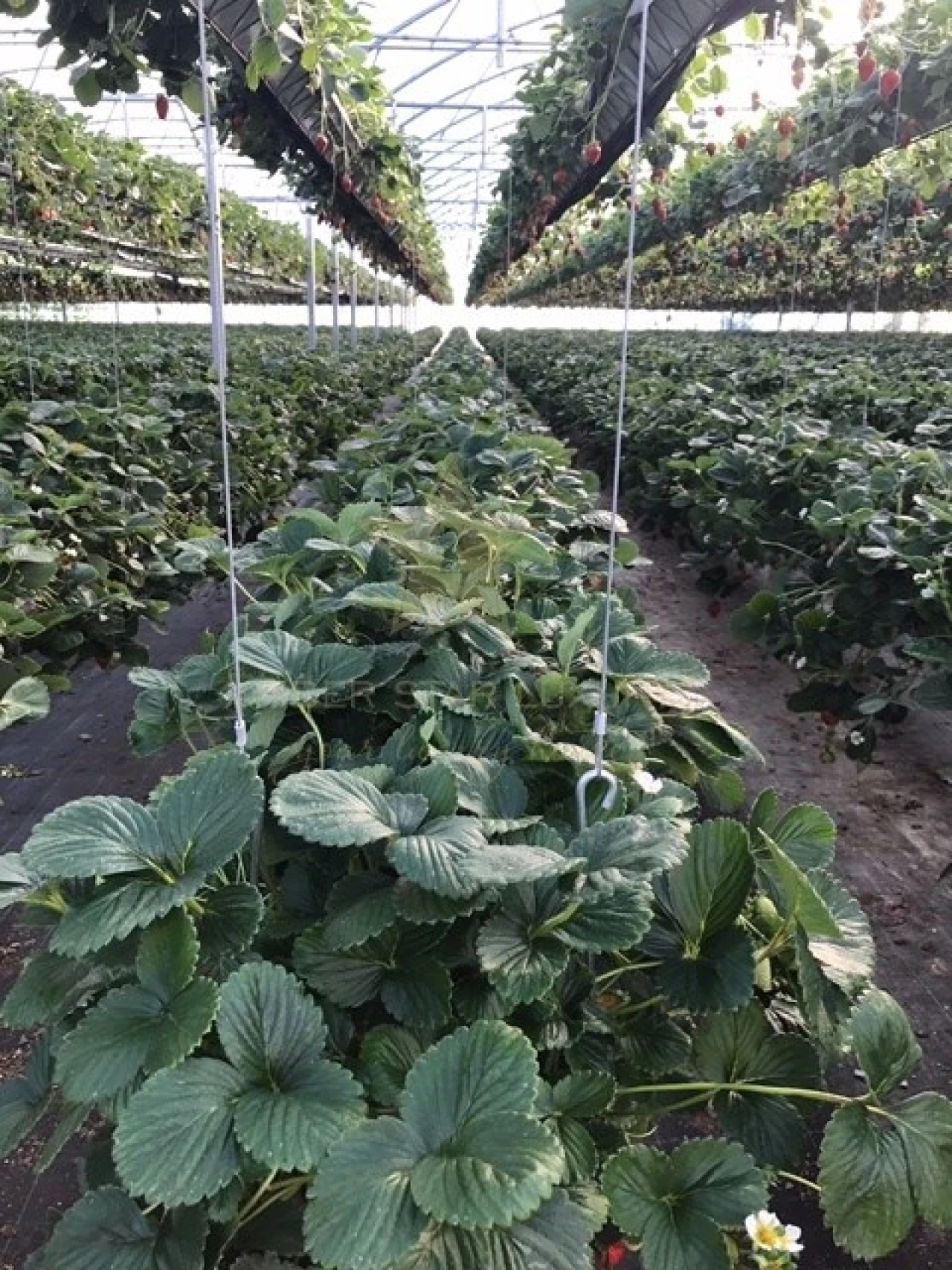Terreno Agricola ou Rústico para Venda em Samuel Foto 5