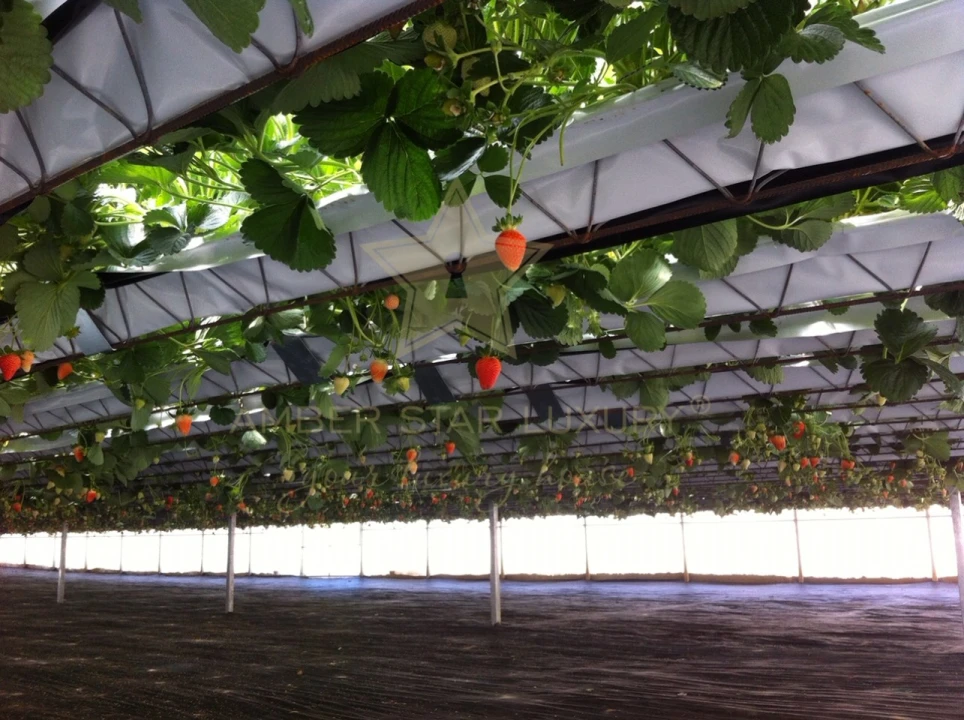 Terreno Agricola ou Rústico para Venda em Samuel Foto 8