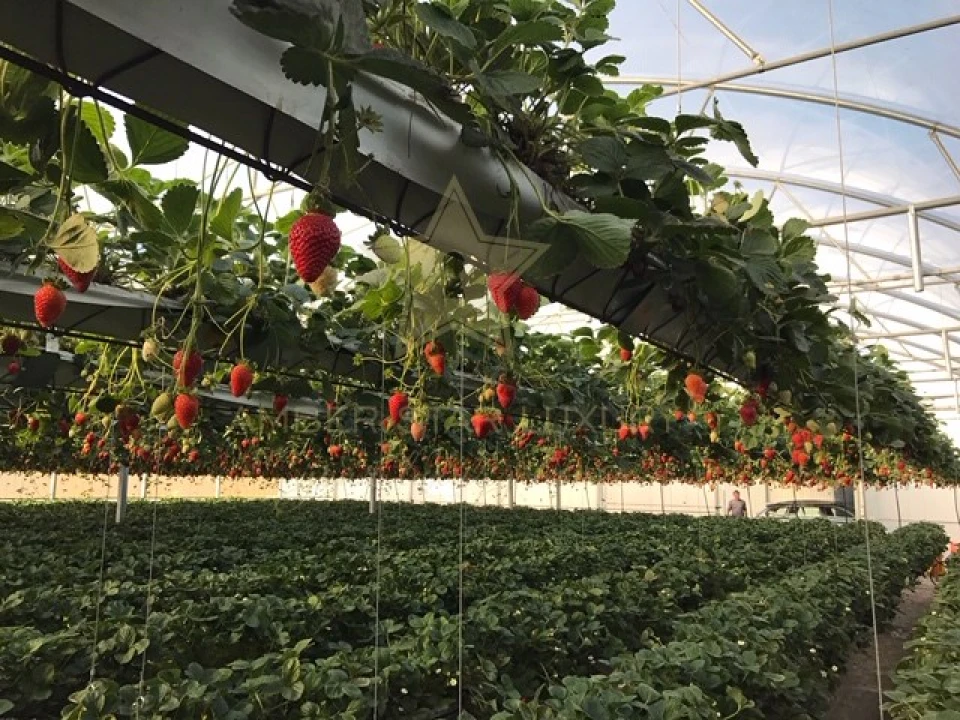 Terreno Agricola ou Rústico para Venda em Samuel Foto 10