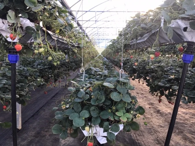 Terreno Agricola ou Rústico para Venda em Samuel Foto 6